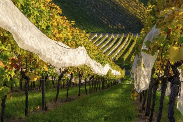 Sunlit vineyard in autumn with vines and yellow leaves, with protective net, Strümpfelbach, Rems Valley, Baden-Württemberg, Germany, Europe