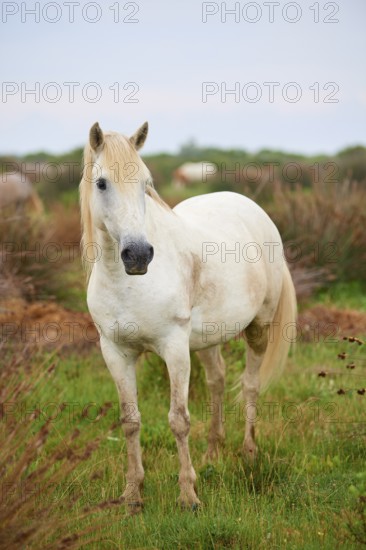 A white Camargue horse stands in a green meadow, surrounded by natural landscape and radiates peace, Camargue, France, Europe