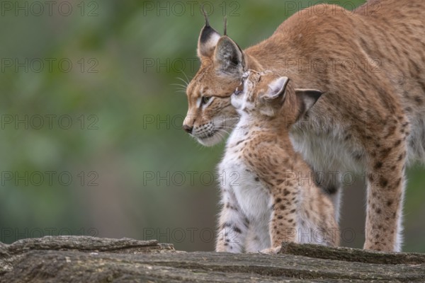 Lynx (Lynx lynx) with young, Haltern, North Rhine-Westphalia, Germany, Europe