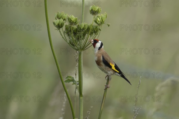 European goldfinch (Carduelis carduelis) adult bird feeding on a Hogweed seedhead, Lincolnshire, England, United Kingdom, Europe