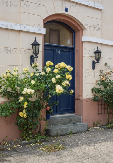 Roses at a gate in a small street in the idyllic downtown of Ystad, Skåne county, Sweden, Scandinavia, Europe