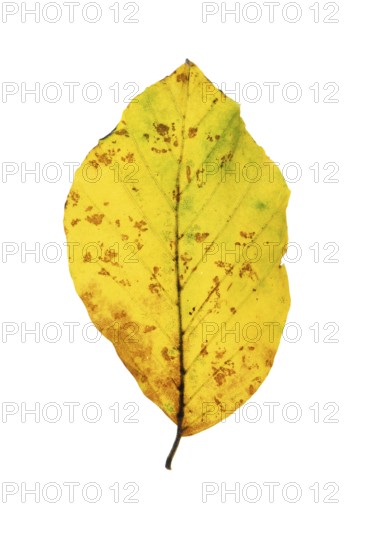 Autumn-coloured leaf of a beech (Fagus sylvatica), copper beech, tree, free-standing, Vechta, Lower Saxony, Germany, Europe