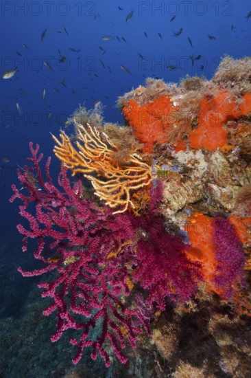 A blaze of colour in the Mediterranean: violescent sea-whip (Paramuricea clavata) with open polyps, yellow gorgonian (Eunicella cavolinii) and white gorgonian (Eunicella singularis) near Hyères. Dive site Giens Peninsula, Côte d'Azur, France, Europe