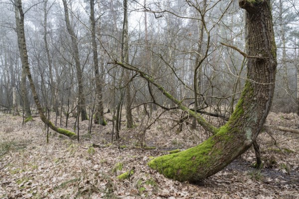 Birch bog forest, birch bog forest, bog birch (Betula pubescens), in the foreground a curved pedunculate oak (Quercus robur), Vogelmoor nature reserve, Lower Saxony, Germany, Europe