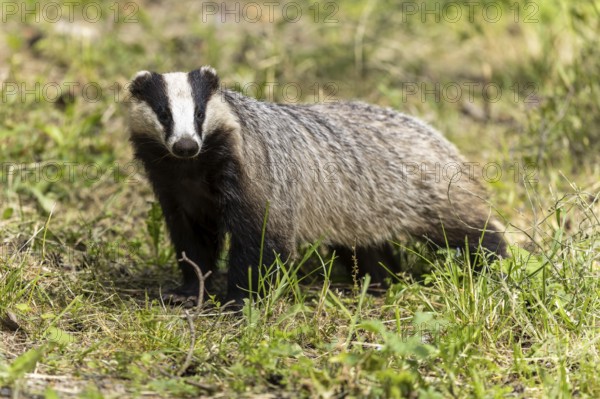 A badger standing upright in a green meadow on a sunny day, european badger (Meles meles), Germany, Europe