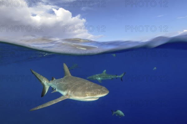 Half-and-half shot half-and-half shot of Grey reef shark (Carcharhinus amblyrhynchos) swimming just below sea surface Water surface with waves, cumulus clouds above Clouds Cumulus, Pacific Ocean