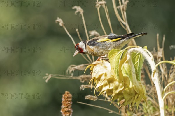 European goldfinch (Carduelis carduelis), also known as goldfinch, sitting on a faded sunflower, Wilhelmsburg, Hamburg, Germany, Europe