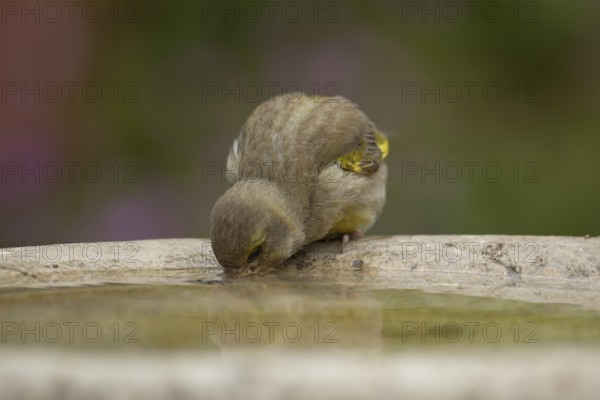 European greenfinch (Chloris chloris) adult bird drinking water from a garden bird bath in the summer, Suffolk, England, United Kingdom, Europe