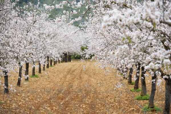 Flowering almond trees (Prunus dulcis), near Alaró, Serra de Tramuntana, Majorca, Balearic Islands, Spain, Europe