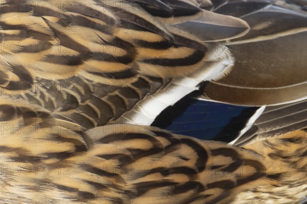 Mallard (Anas platyrhynchos) adult female duck, close up of its wing feathers, Suffolk, England, United Kingdom, Europe