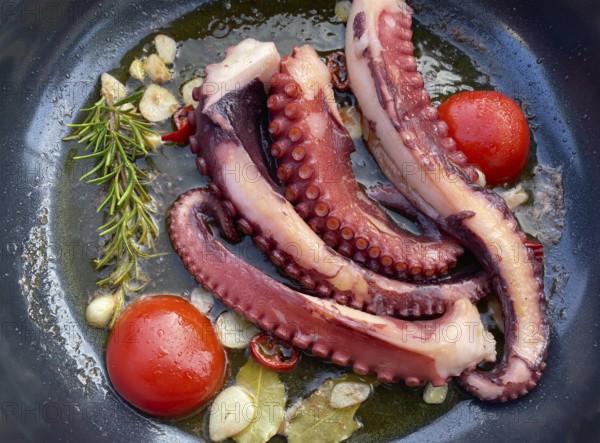 Squid, octopus, olive oil, garlic, tomatoes, in the pan, Food, Stuttgart, Baden-Württemberg, Germany, Europe