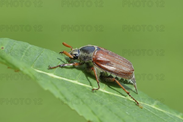 Northern cockchafer (Melolontha hippocastani), male, on a leaf of a horse chestnut (Aesculus hippocastanum), Wilnsdorf, North Rhine-Westphalia, Germany, Europe