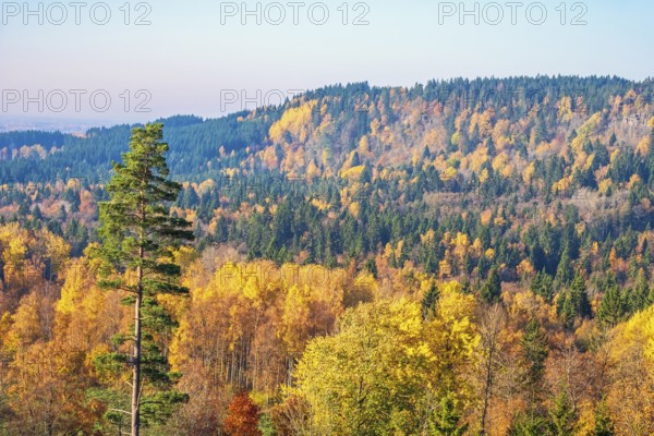 Scenics view at a valley by a mountain with a mixed forest with deciduous and conifers trees in beautiful autumn colours