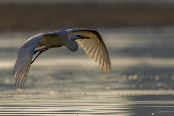 Great Egret, (Egretta alba), flying over shallow water of a fish pond in beautiful morning light, Lusatia, Saxony