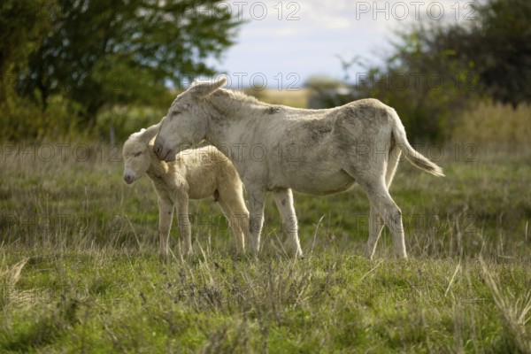 White donkey, baroque donkey, with foal in a meadow, in a tender pose, Lake Neusiedl National Park, Burgenland, Austria, Europe