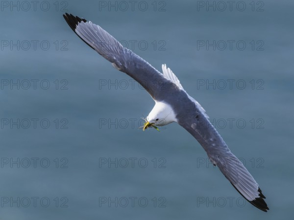 Black-legged Kittiwake, Rissa tridactyla, bird in flight over sea