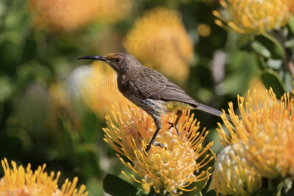 Cape Honeybird (Promerops cafer), adult, female, on flower, Protea, vigilant, Kirstenbosch Botanic Gardens, Cape Town, South Africa, Africa