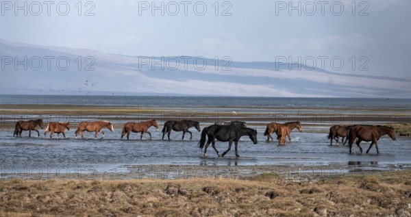 A herd of horses runs through the water at Song Kul mountain lake, Naryn region, Kyrgyzstan, Asia