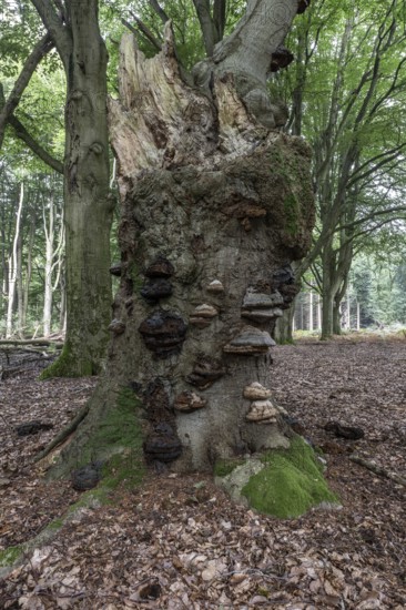 Deadwood with tinder fungus (Fomes fomentarius) in beech forest (Fagus sylvatica), Emsland, Lower Saxony, Germany, Europe