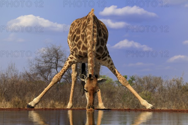 Southern giraffe (Giraffa camelopardalis giraffa), adult, drinking, at the water, Kruger National Park, Kruger National Park, Krugerpark, South Africa, Africa