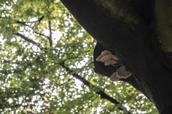 Ringed beech slime moulds (Oudemansiella mucida) on old copper beech (Fagus sylvatica), Emsland, Lower Saxony, Germany, Europe