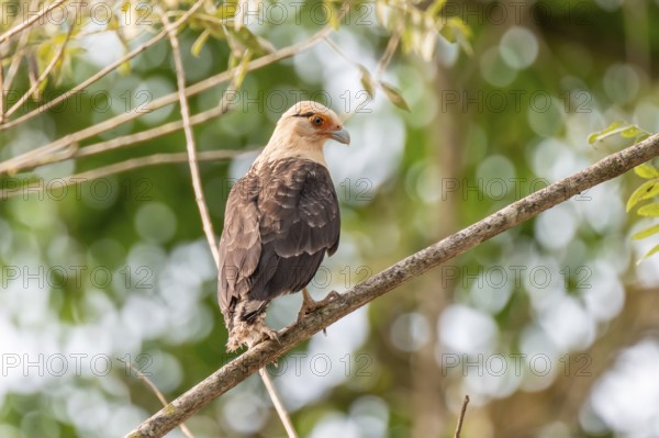 Yellow-headed caracara (Milvago chimachima), sitting on a branch in the rainforest, Corcovado National Park, Osa, Puntarena Province, Costa Rica, Central America