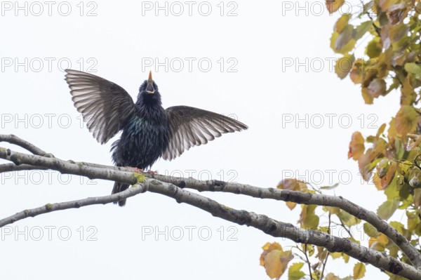 A common starling (Sturnus vulgaris) with spread wings sitting on a tree branch, courtship behaviour, Hesse, Germany, Europe