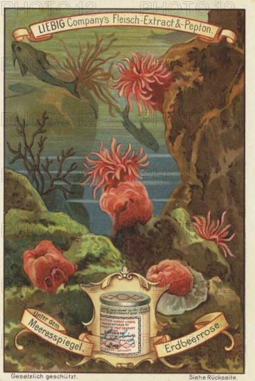 Picture series Below sea level, strawberry rose, Liebig picture, digitally restored reproduction of a collector's picture from around 1900, public domain, exact date unknown, underwater landscape with bright strawberry roses and rocks