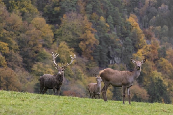 One red deer stag (Cervus elaphus) and some hind stand on a meadow on hilly ground during a storm. Leaves and small twigs flying around. A forest in fall foliage in the background