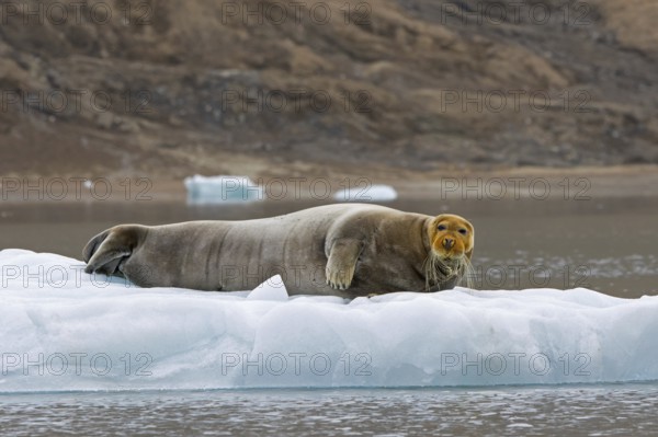 Bearded seal (Erignathus barbatus) resting on ice floe along the coast of Svalbard, Spitsbergen