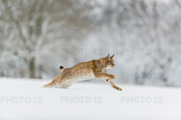 One young male Eurasian lynx, (Lynx lynx), running over a deep snow covered meadow with a forest in the background