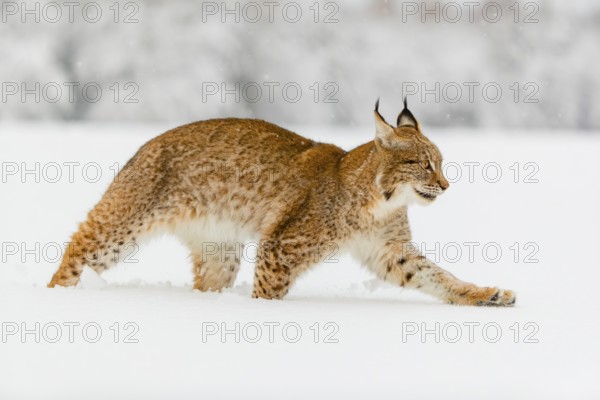 One young male Eurasian lynx, (Lynx lynx), walking over a deep snow covered meadow with a forest in the background