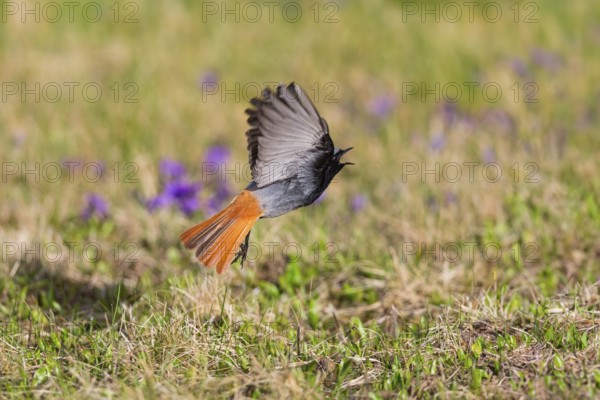 Black redstart (Phoenicurus ochruros), adult male in flight taking off from a lawn, calling, in springtime, Hesse, Germany, Europe