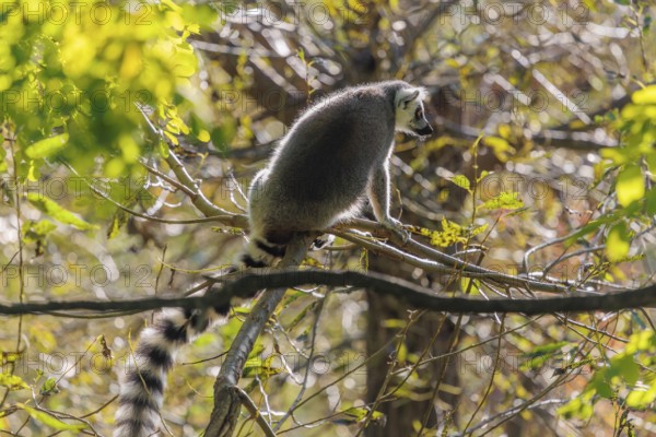 A ring-tailed lemur (Lemur catta) sits high up in a tree on a branch between fresh green leaves