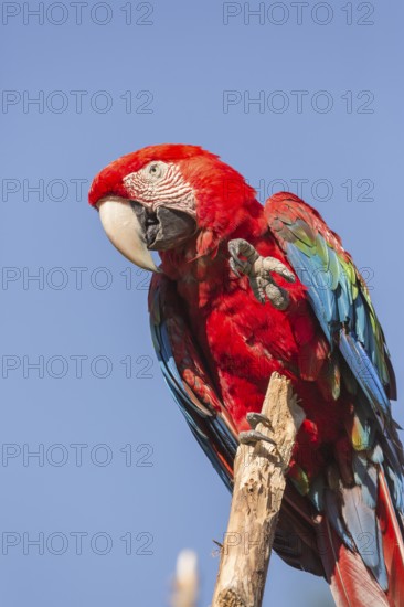 One scarlet macaw (Ara macao) sitting on a branch with a blue sky in the background. Bright sunlight