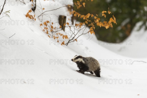 One young European badger (Meles meles) walking through a ravine in deep snow