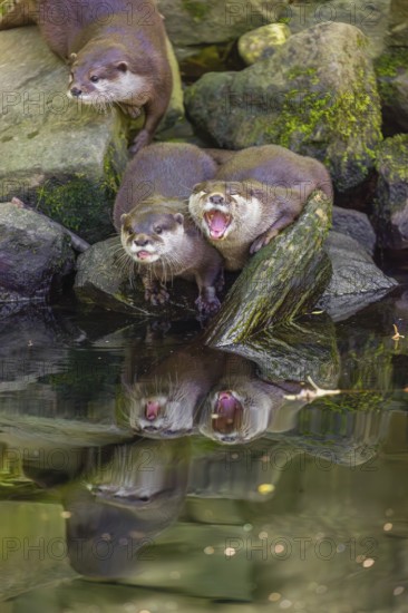 Three oriental small-clawed otter or Asian small-clawed otter (Aonyx cinerea) are standing on a rocky shore, one of them is eating a fish The otters are reflected in the smooth water