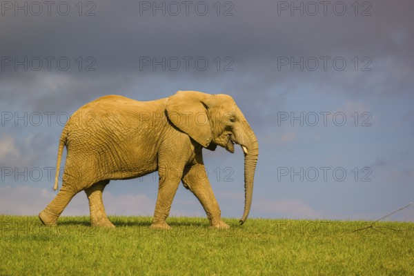 An adult female African elephant (Loxodonta africana) walks across a meadow in nice light