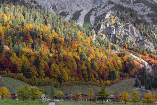 A forest in fall foliage behind the Eng alp, Eng valley, Tyrol, Austria, Europe