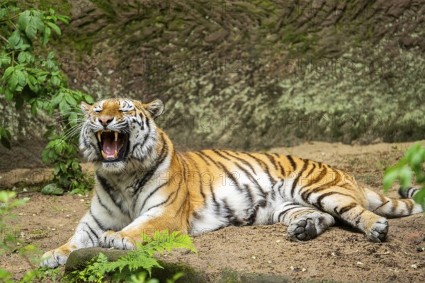 Siberian tiger or Amur tiger (Panthera tigris altaica) lying on the ground, Bavaria, Germany, Europe