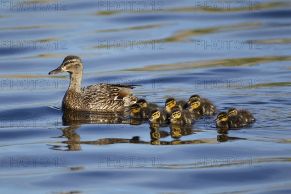 Mallard or Wild duck (Anas platyrhynchos) adult female mother bird with nine juvenile baby ducklings birds on a lake, England, United Kingdom, Europe