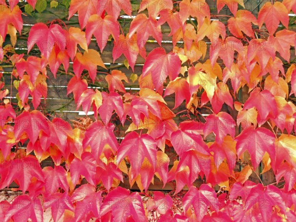 Leaves, autumn leaves, coloured