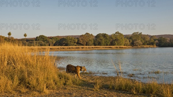 Tiger in Ranthambhore national park, rajasthan, India, Asia