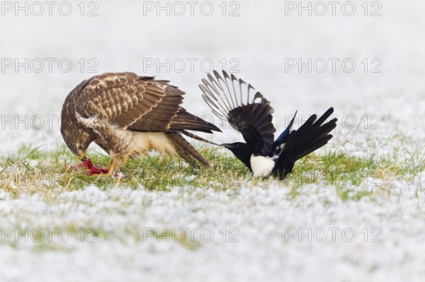 Common Buzzard, being harassed by Common Magpie (Pica pica), Lower Saxony, Germany (Buteo buteo)