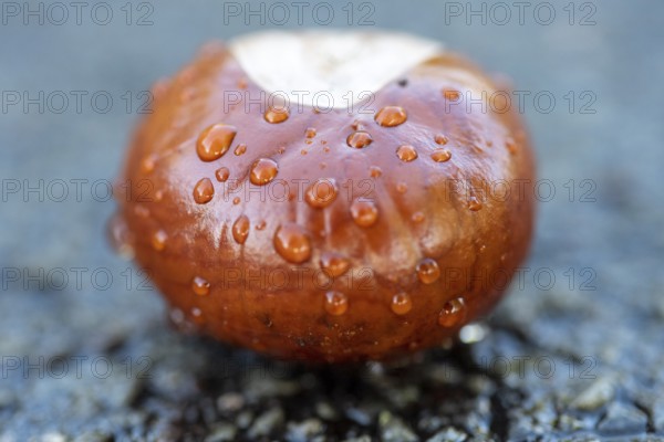 Chestnut with raindrops, autumn, Germany, Europe