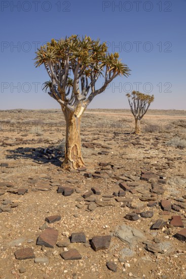 Quiver trees (Aloe dichotoma) in desert landscape, near Kuiseb-Canyon, Erongo region, Namibia, Africa