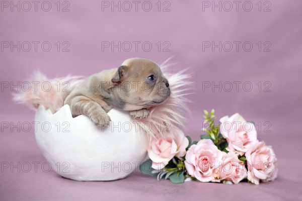 Tiny French Bulldog dog puppy hatching out of egg shell next to roses on pink background