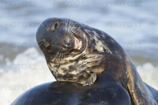 Grey (Halichoerus grypus) seal two adult animals playing in the surf of the sea, Norfolk, England, United Kingdom, Europe