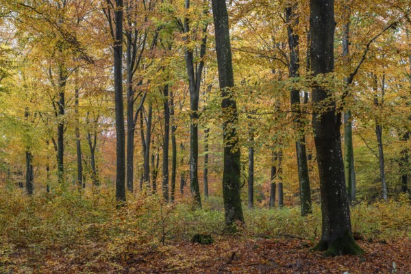 Colorful beech forest in Sankt Olof, Scania, Sweden, Scandinavia, Europe