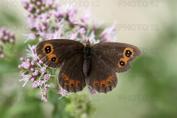 Scotch argus (Erebia aethiops), in the Almbachklamm, Ettenberg, Berchtesgaden, Bavaria, Germany, Europe